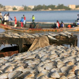 Pêche sportive ou traditionnelle Dakar