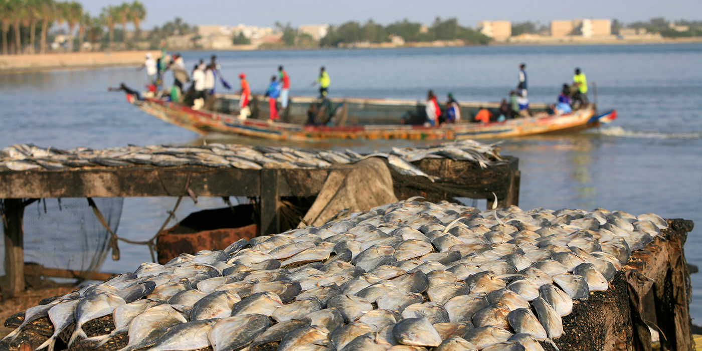 Fish and boat