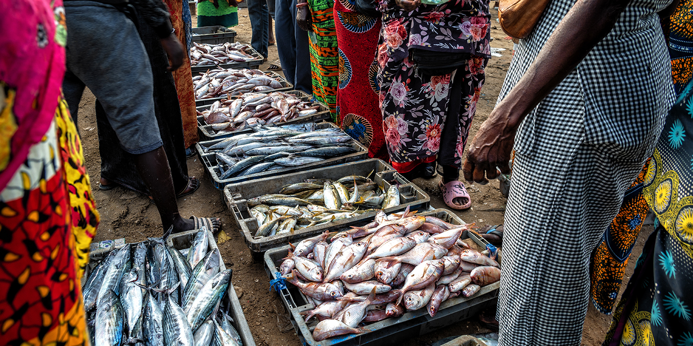 Fish Market in Senegal
