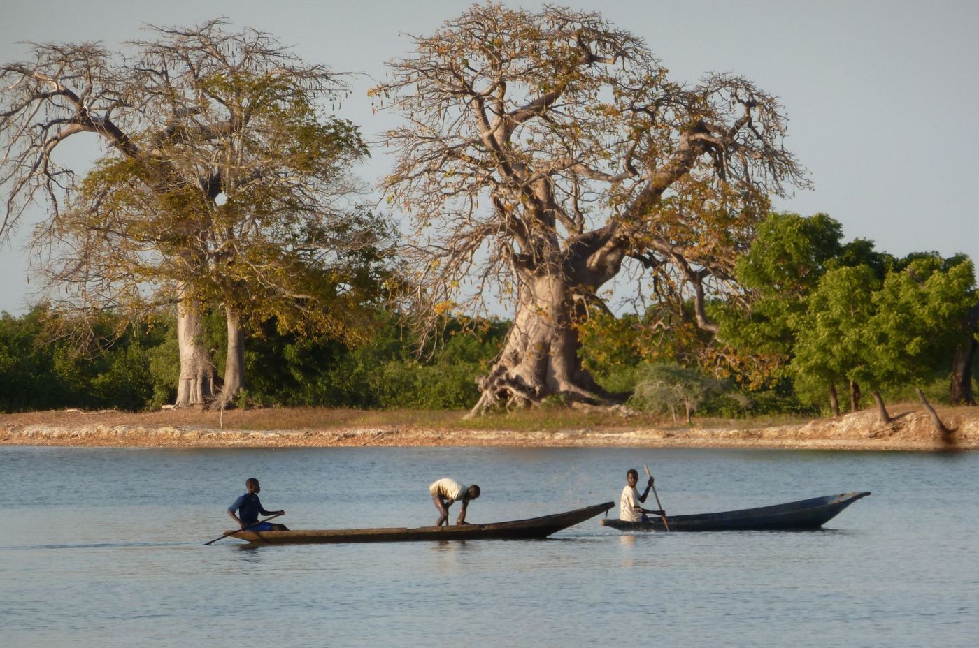 xlarge_pirogues_et_baobab_1397909_1b253b6f21