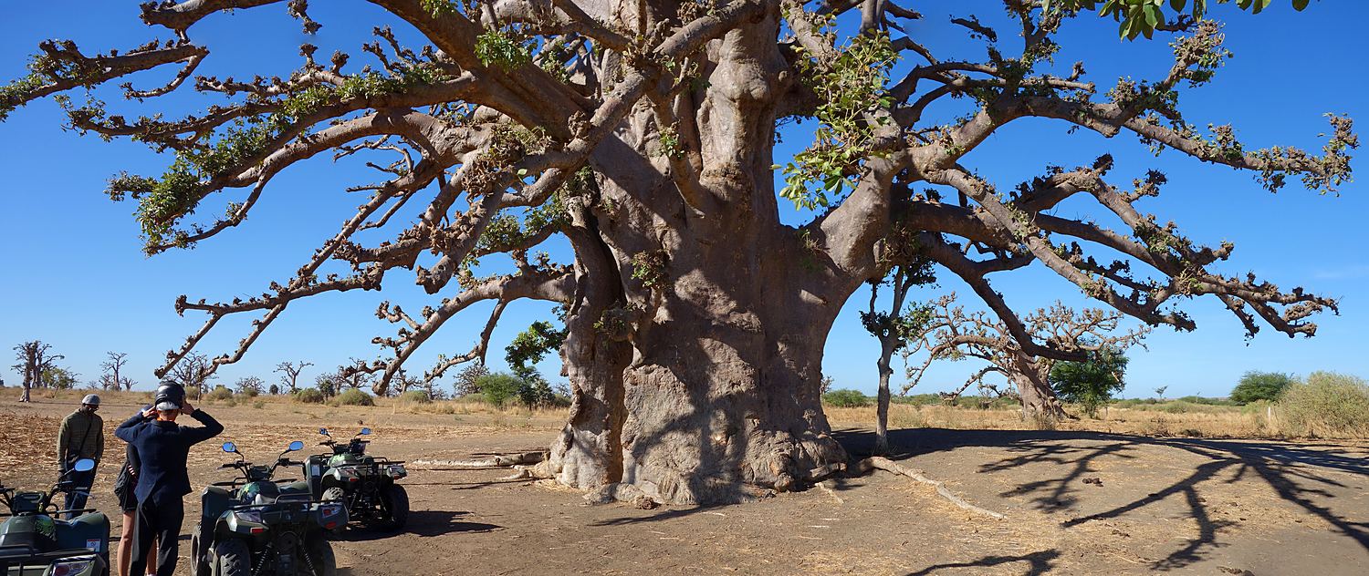Arret devant un baobab sacre dans la savane africaine Sénégal 2