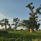 Baobabs champ arachide coucher soleil, Sénégal