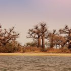 Baobabs delta du sine saloum, Sénégal