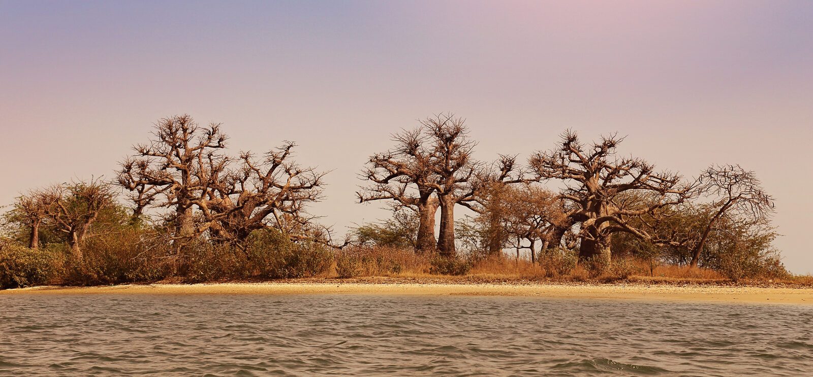 Excursion Delta du Sine-Saloum Baobabs delta du sine saloum, Sénégal