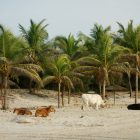 Plage de Cap Skirring en Basse-Casamance