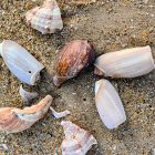 Coquillages plage, Sénégal