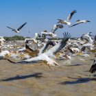 Djoudj parc national oiseaux, Sénégal