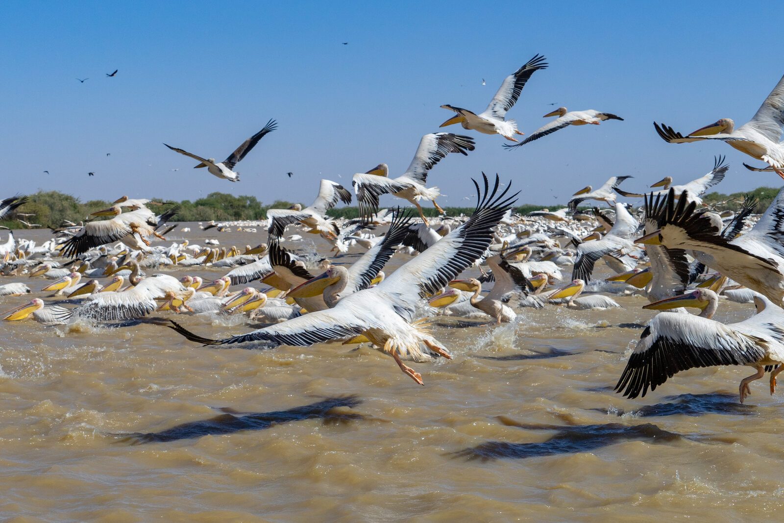 Découvertes au village du Djoudj Djoudj parc national oiseaux, Sénégal