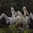 Djoudj pelicans blancs, Sénégal