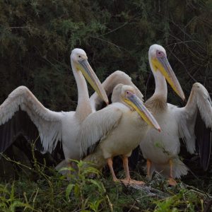 Djoudj pelicans blancs, Sénégal