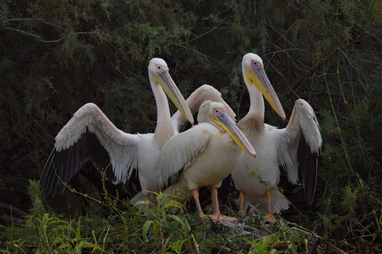 Découvertes au village du Djoudj Djoudj pelicans blancs, Sénégal
