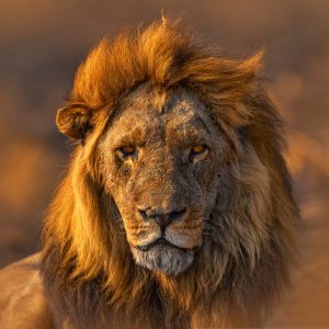 Rencontre avec les lions près de la Réserve de Bandia, Sénégal