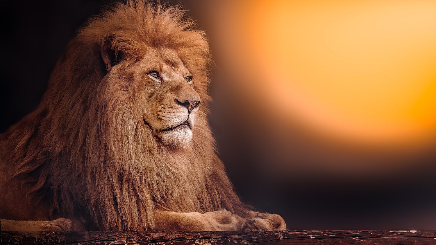 Excursion Réserve de Bandia, rencontre des lions — Sénégal Excursion Réserve de Bandia, rencontre des lions — Sénégal