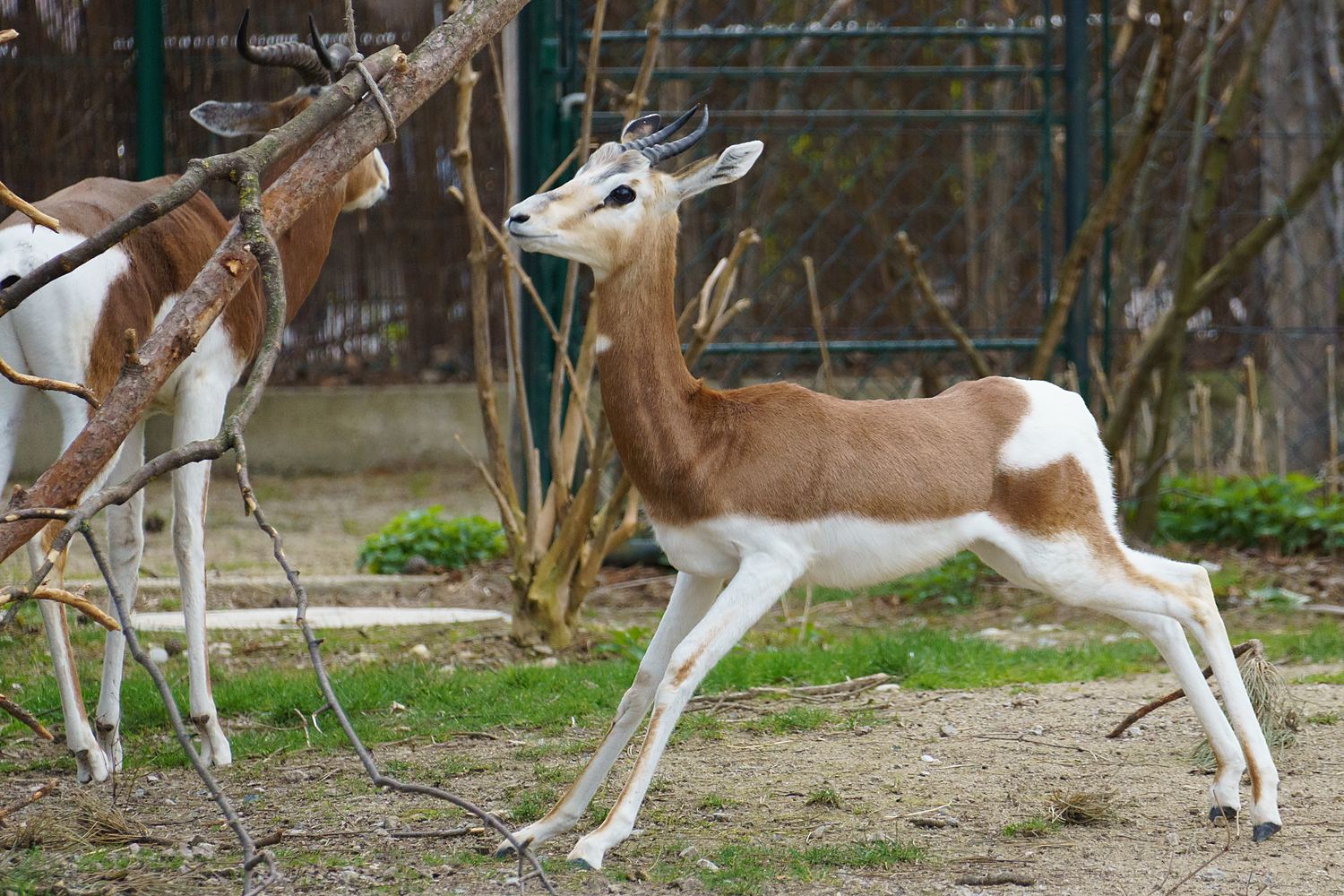 Gazelles dama reserve de guembeul Sénégal