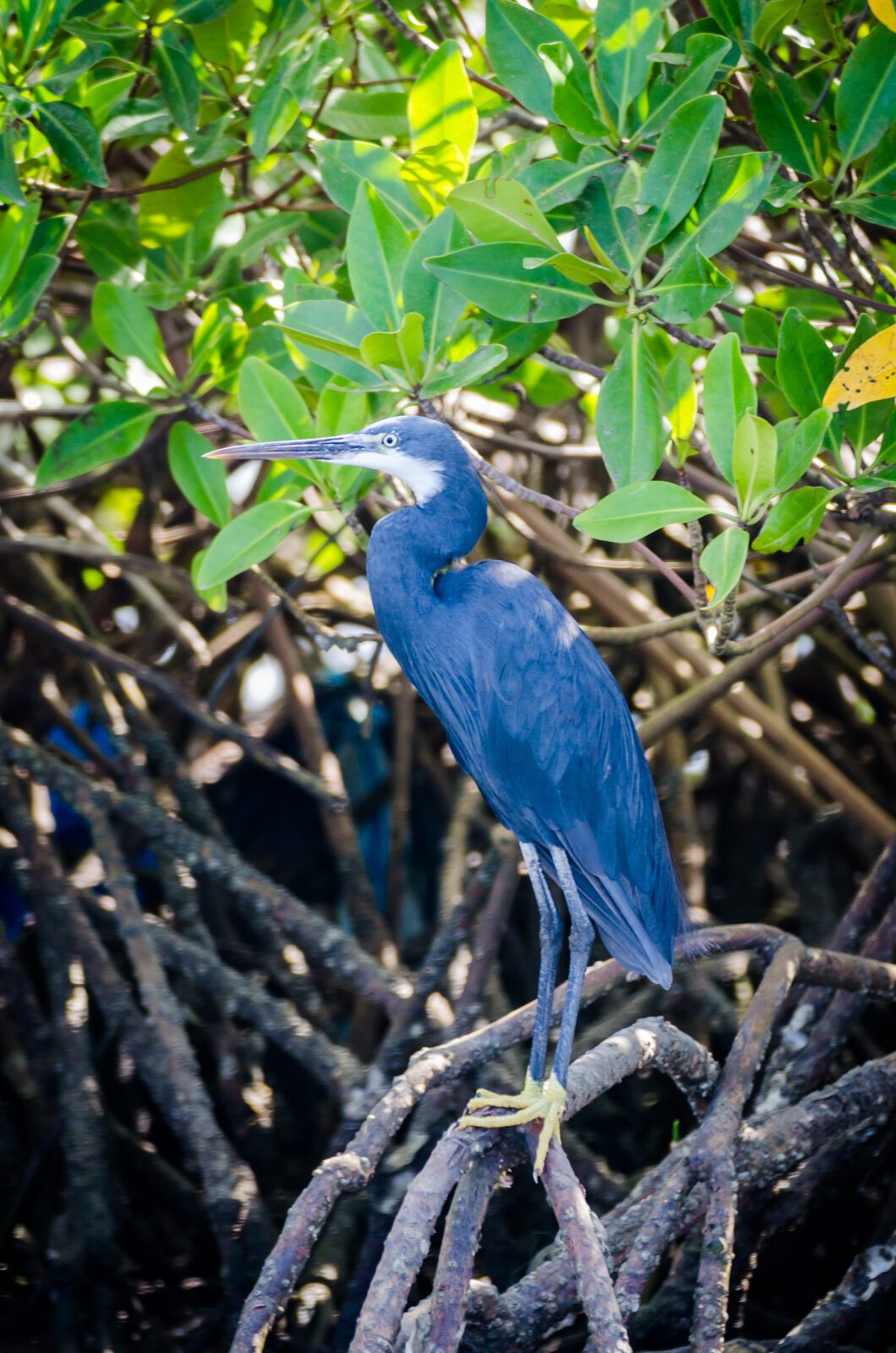 Nguéniène & Joal-Fadiouth Heron delta sine saloum, Sénégal