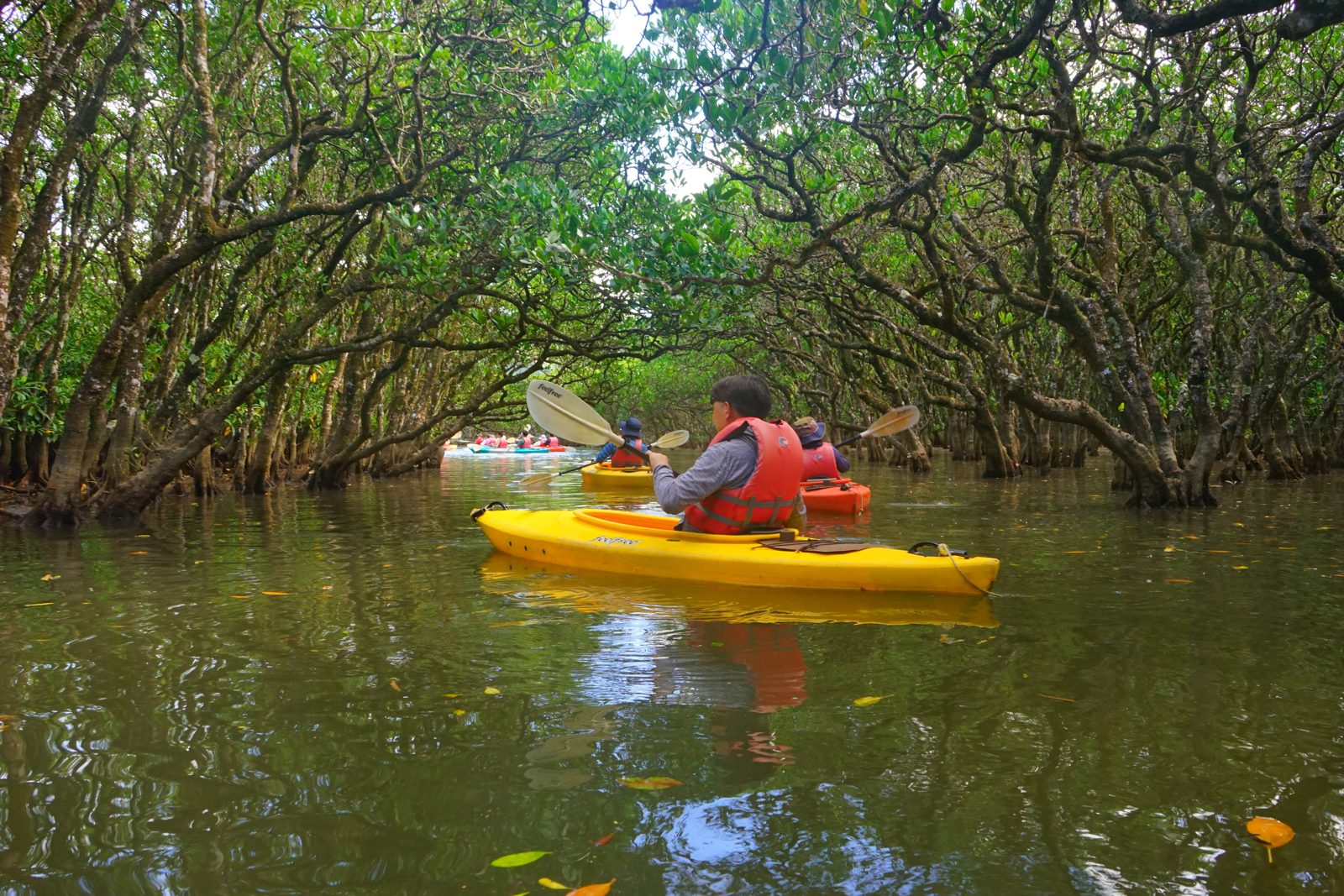 Kayak sous la mangrove - Sénégal Kayak dans un tunnel de mangrove au Sénégal