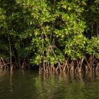 Mangrove verte de Casamance