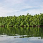 Mangroves toubacouta, Sénégal