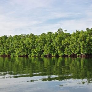 Mangroves toubacouta, Sénégal
