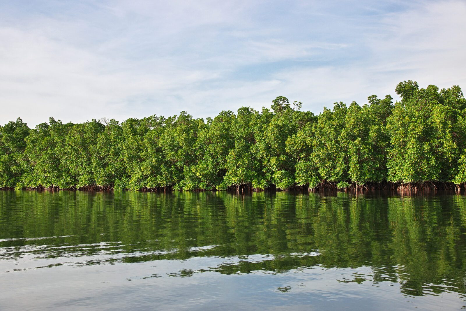 Balade en pirogue en Casamance Mangroves toubacouta, Sénégal