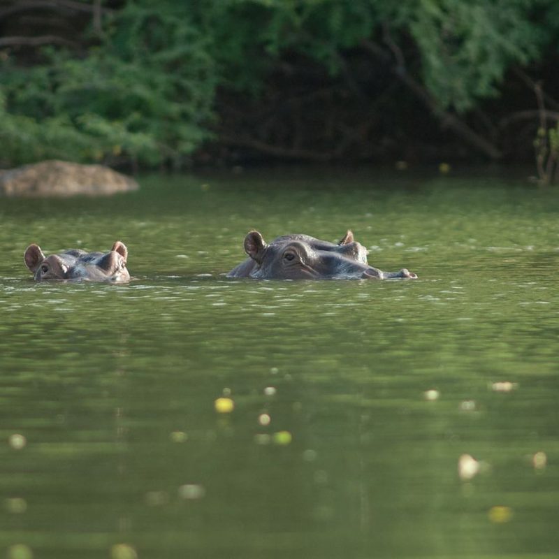 Parc National du Niokolo-Koba