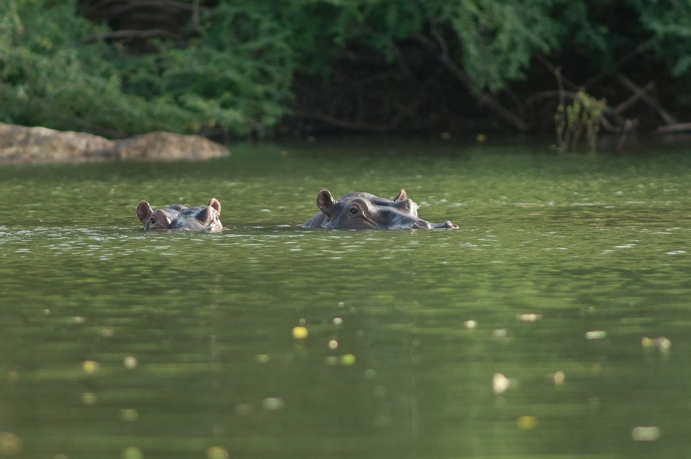 Parc National du Niokolo-Koba