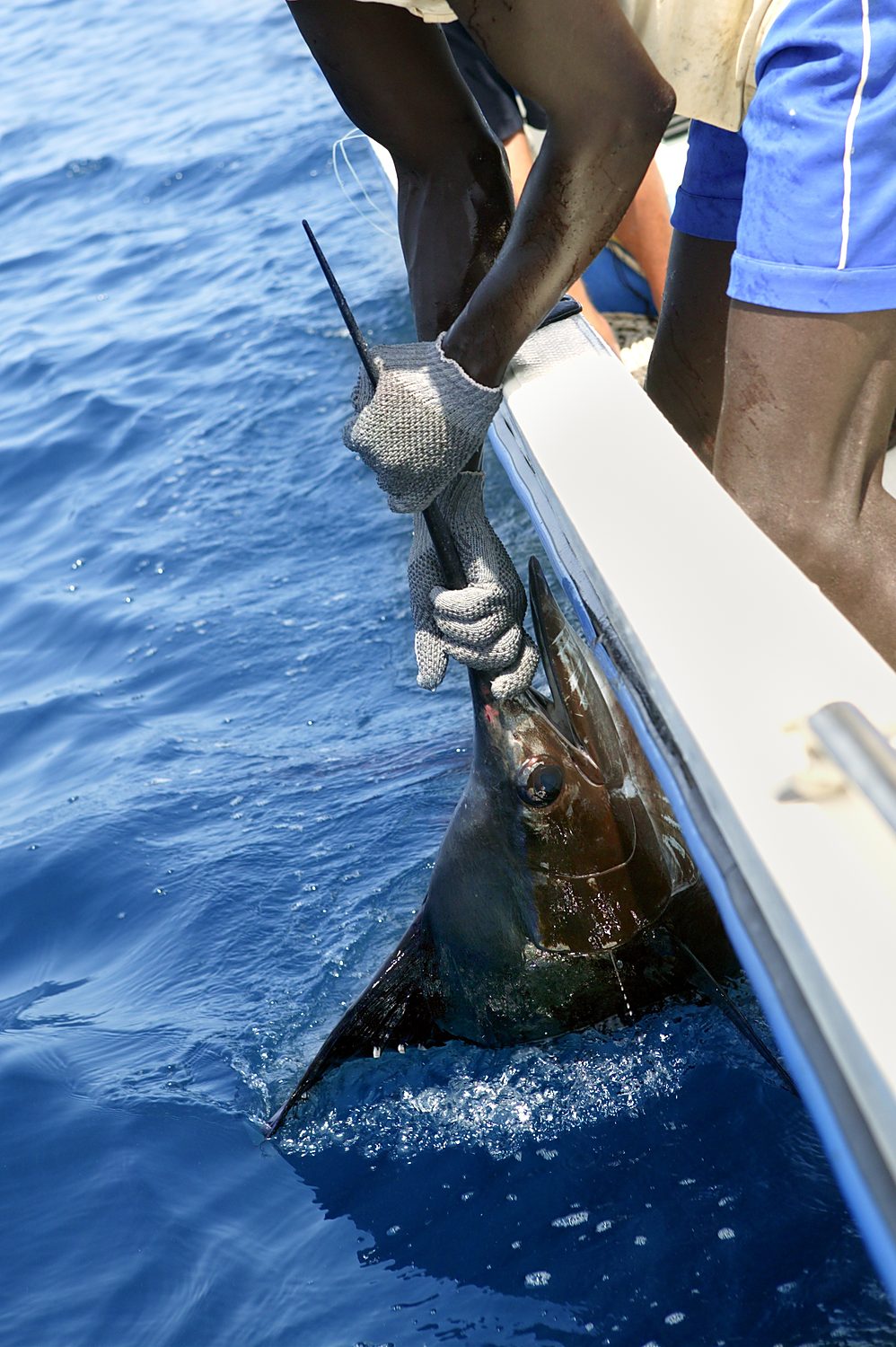 Peche sportive pecheur espadon voilier en mer Sénégal