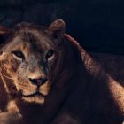 Rencontre avec un lion au Ranch de Bandia, Sénégal