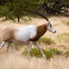 Oryx à la Réserve de Guembeul, Saint-Louis