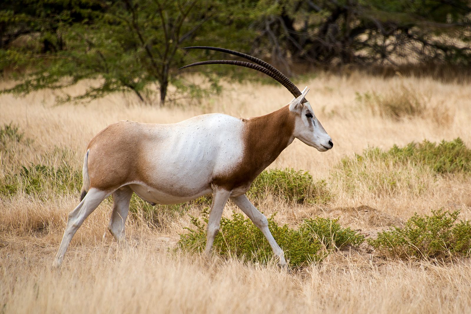 reserve-guembeul-saint-louis-senegal-oryx-01 Oryx à la Réserve de Guembeul, Saint-Louis
