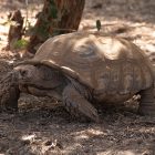 Tortue géante à la Réserve de Guembeul