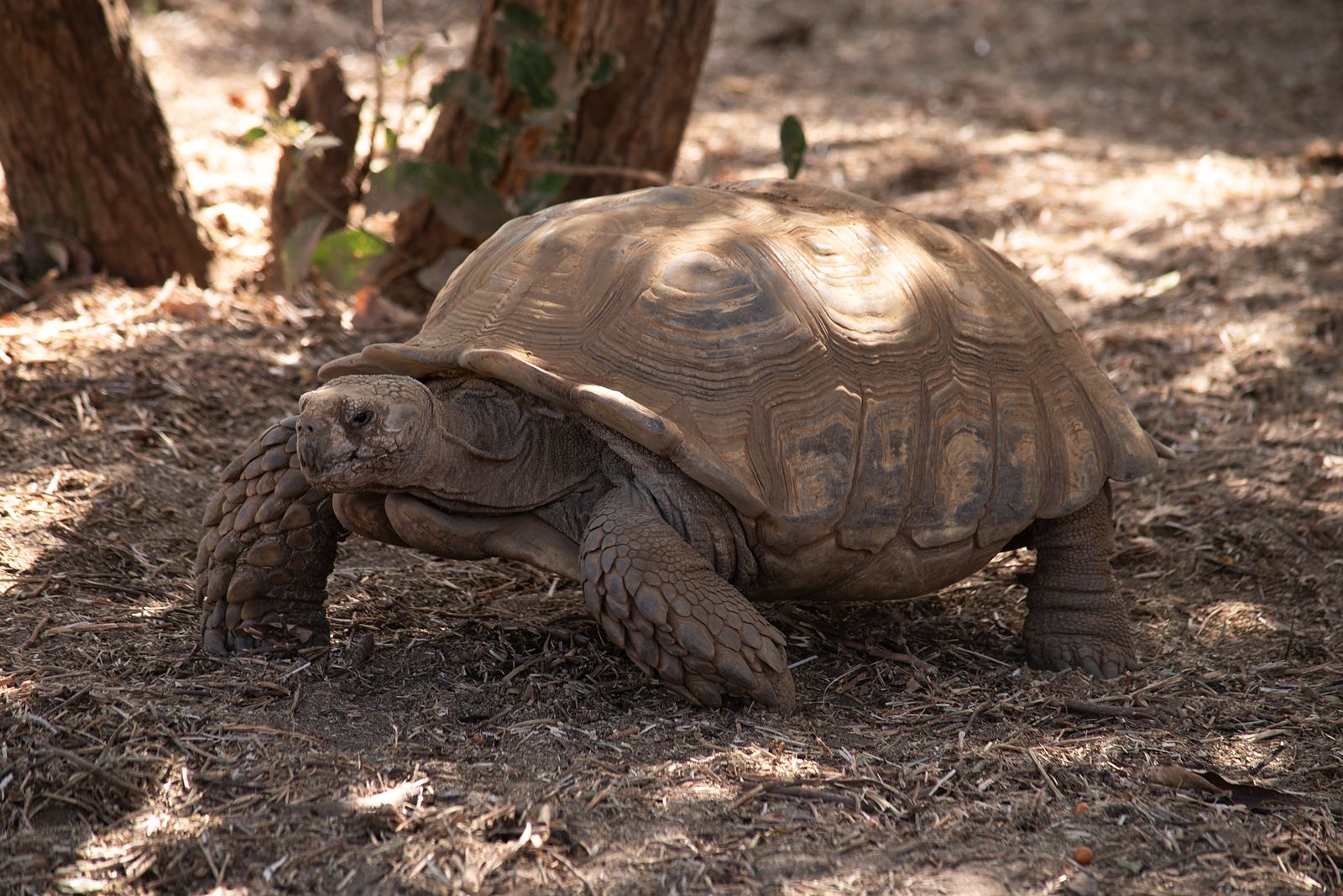reserve-guembeul-saint-louis-senegal-tortue-geante-02 Tortue géante à la Réserve de Guembeul
