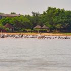 Réserve naturelle et pélicans sur la lagune de la Somone, Sénégal