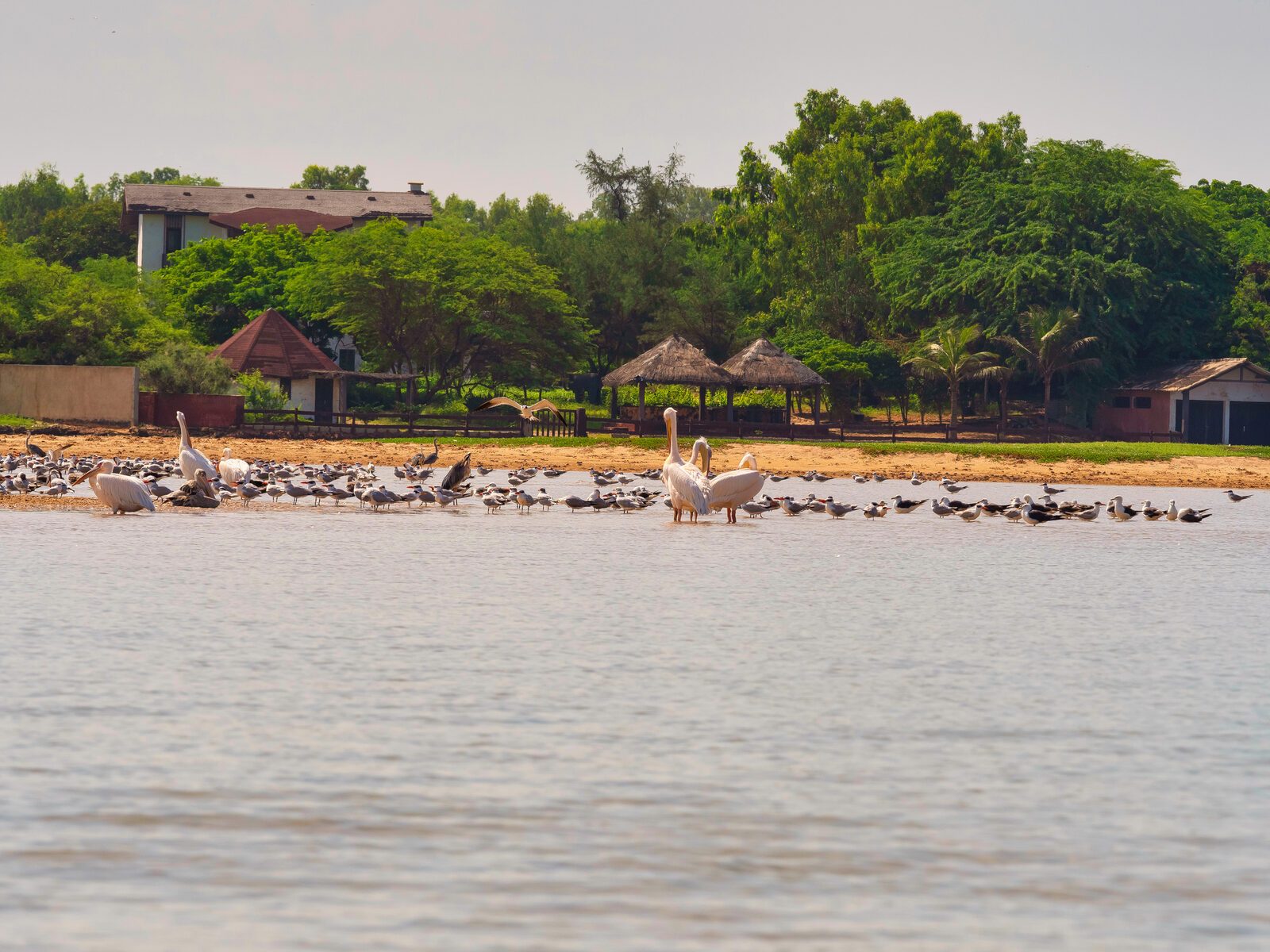 Réserve de la lagune de la Somone Réserve naturelle et pélicans sur la lagune de la Somone, Sénégal