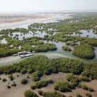Sine saloum canaux mangroves vue aerienne, Sénégal