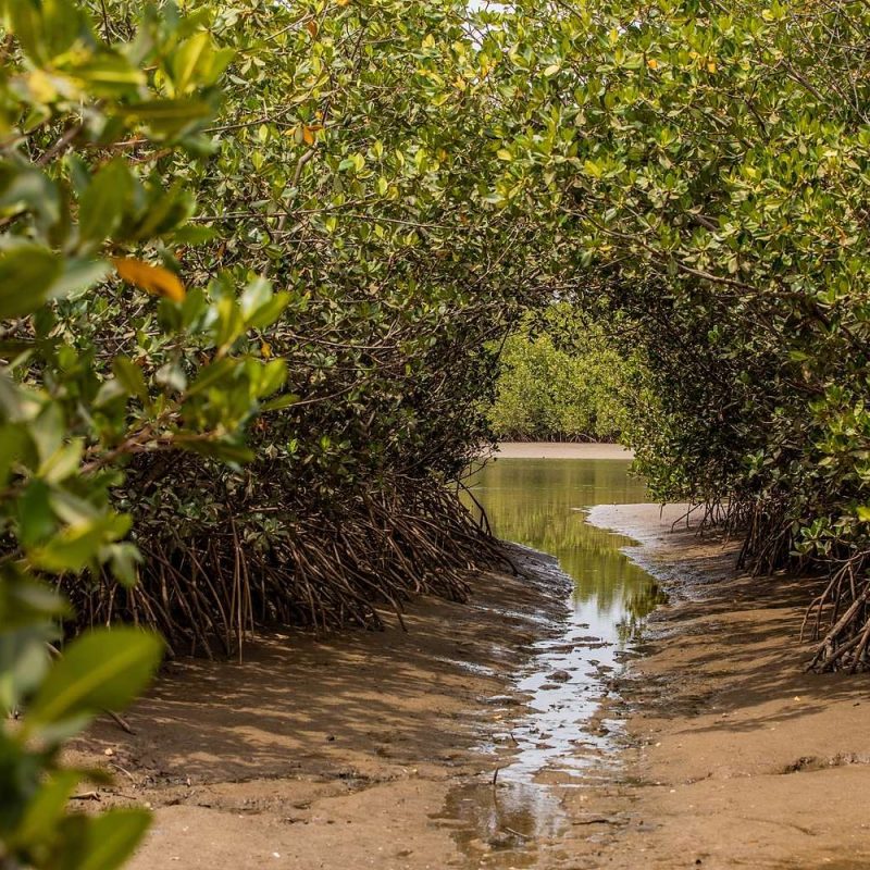 La Lagune de la Somone : mangrove et oiseaux sur la Petite Côte