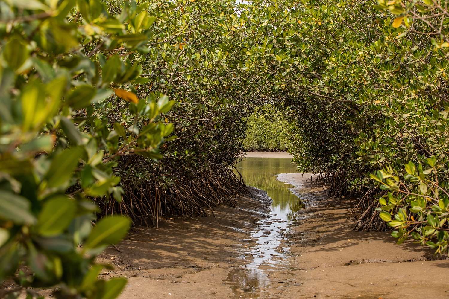 La Lagune de la Somone : mangrove et oiseaux sur la Petite Côte