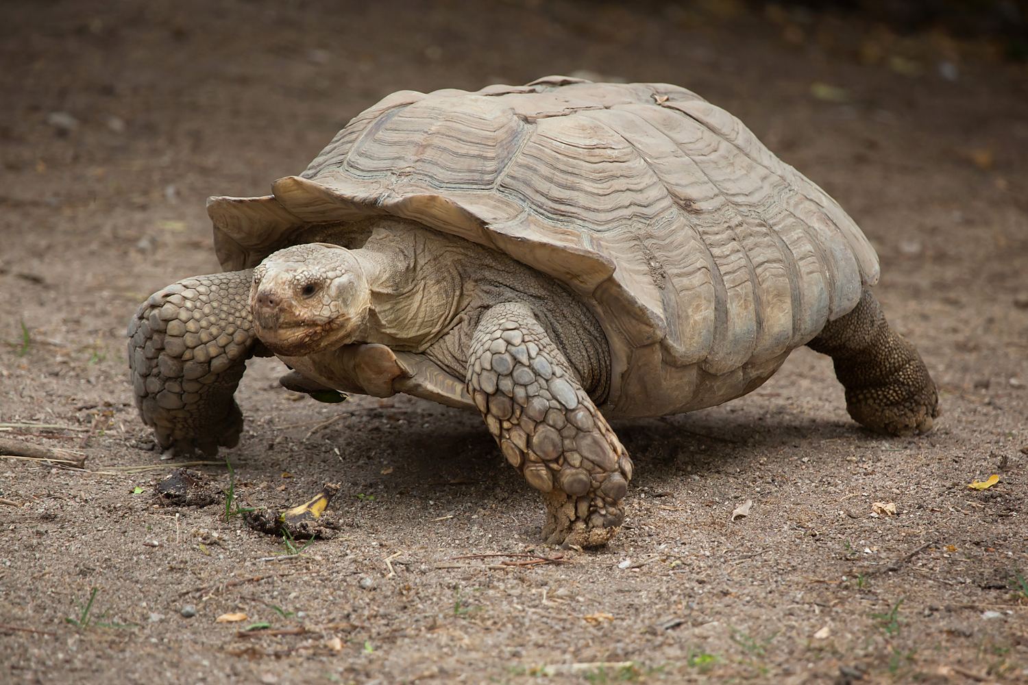 Tortue sillonnee reserve de guembeul Sénégal